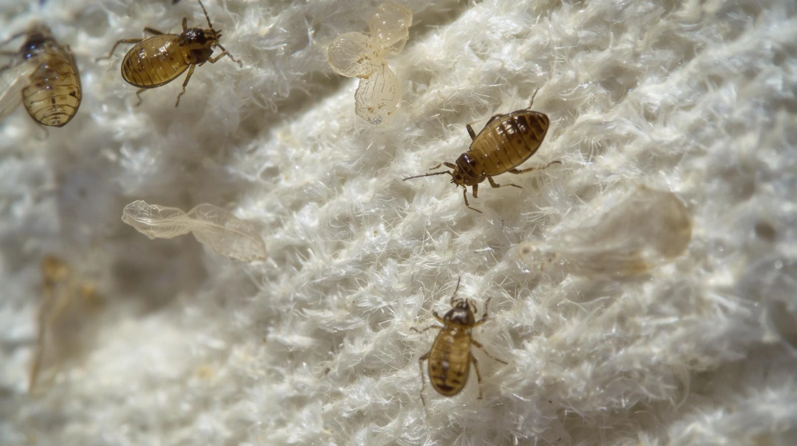 cara menghilangkan tungau di kasur